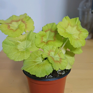 제라늄 이츠엔비유