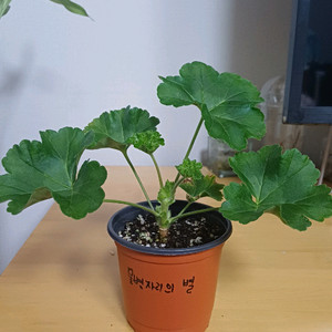 제라늄 물병자리의별 러시아제라늄