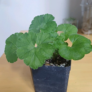 제라늄 러블리웨라 러시아제라늄