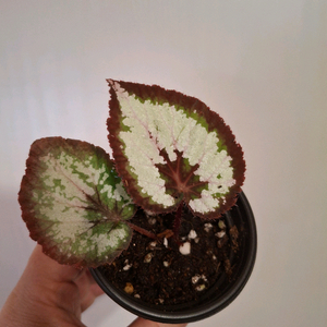 드레스코드 베고니아