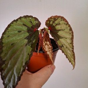 칼리만탄 1 베고니아