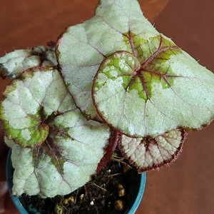 베고니아 포슬이