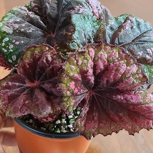 사이즈큰))럭셔리레드 베고니아