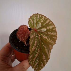 브레비리모사 베고니아