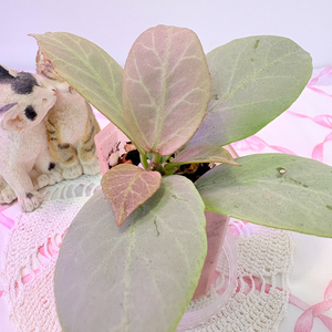 호야 옵스쿠라 크롭틱 크롬