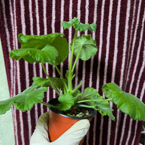 제라늄 엘부르스