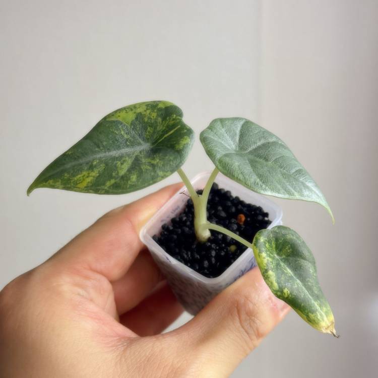 (S급)알로카시아 마하라니 골든라임 왕자구묘(3/18 사진업데이트)--1