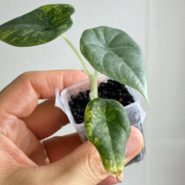 (S급)알로카시아 마하라니 골든라임 왕자구묘(3/18 사진업데이트)--2