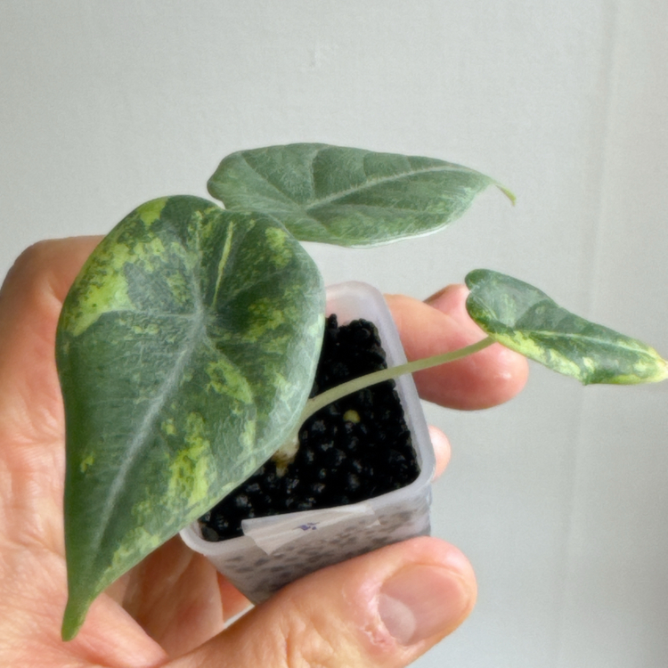 (S급)알로카시아 마하라니 골든라임 왕자구묘(3/18 사진업데이트)--3