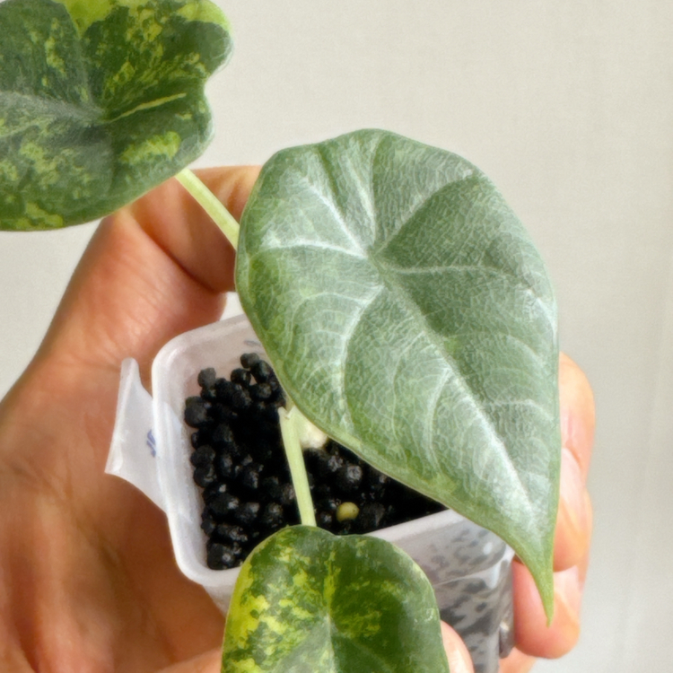 (S급)알로카시아 마하라니 골든라임 왕자구묘(3/18 사진업데이트)--4