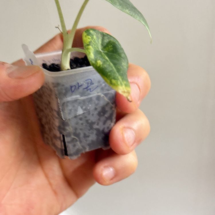 (S급)알로카시아 마하라니 골든라임 왕자구묘(3/18 사진업데이트)--5