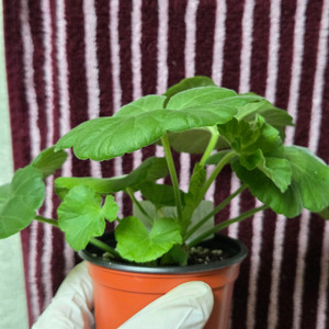 제라늄 사랑별빛