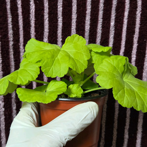 제라늄 비비또르르