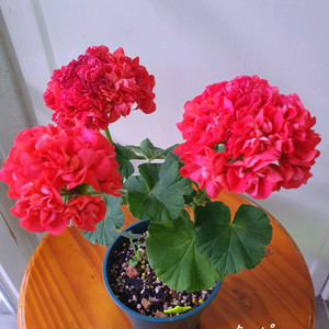 제라늄 2종 셋트 꽃대 두개다있음