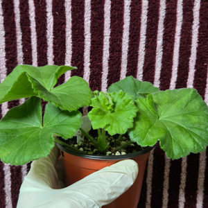 제라늄 ta 프랑수아즈