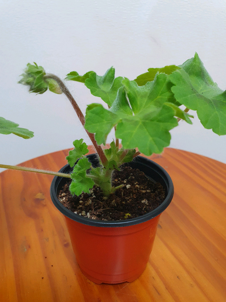 제라늄 타마르셜 꽃대있음--1