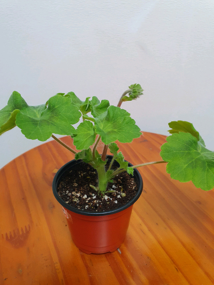 제라늄 타마르셜 꽃대있음--2