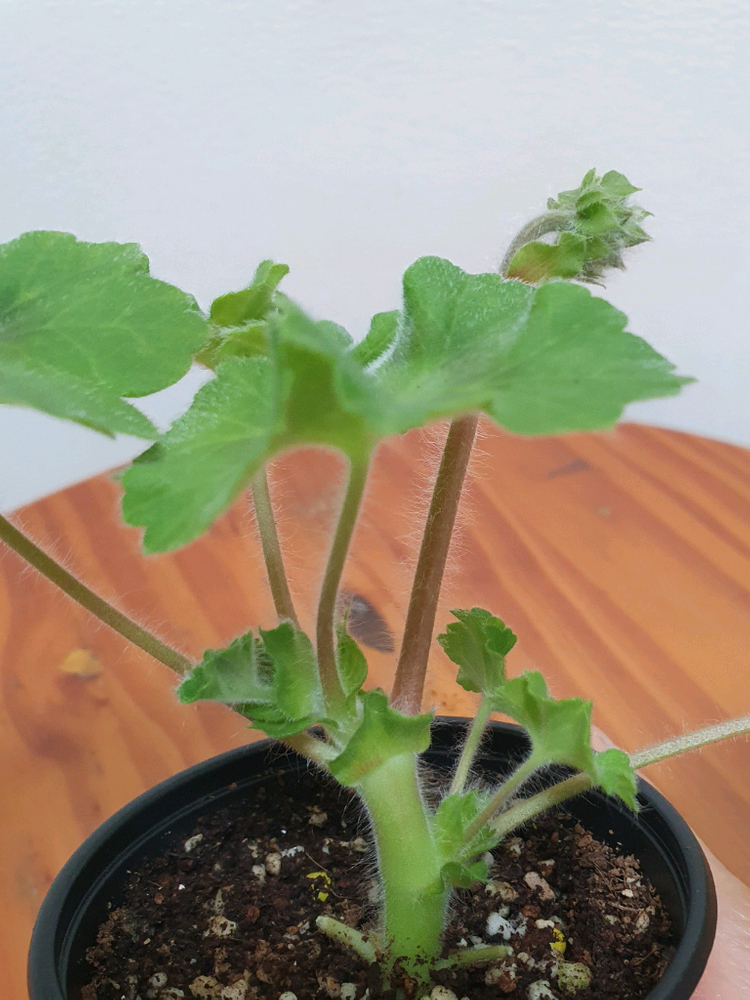 제라늄 타마르셜 꽃대있음--3