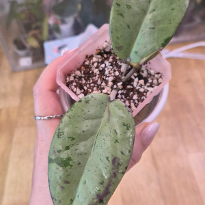 호야 노바고스트