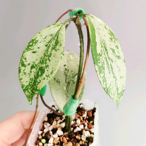 호야 푸비칼릭스 핑크 실버 고스트