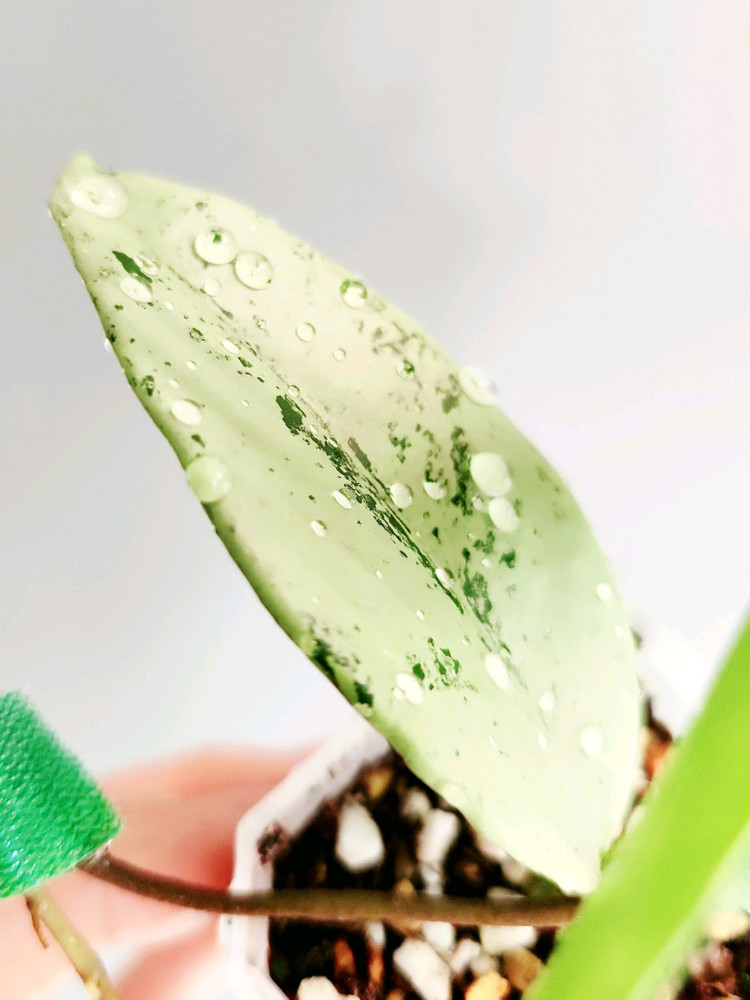 호야 푸비칼릭스 핑크 실버 고스트--1