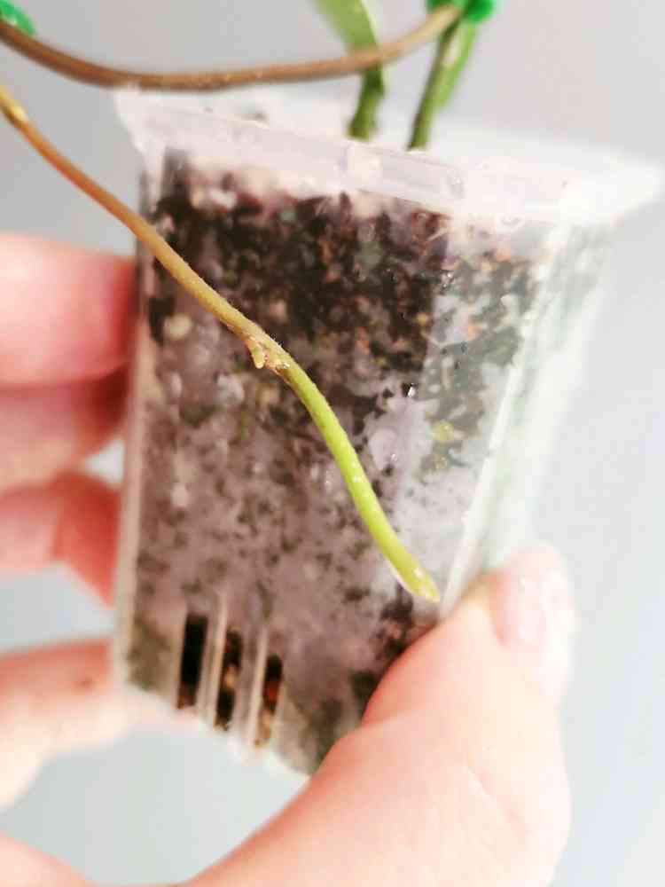 호야 푸비칼릭스 핑크 실버 고스트--2