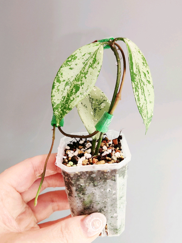 호야 푸비칼릭스 핑크 실버 고스트--3