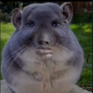 써벨로s2구합니다!(max125) 이미지