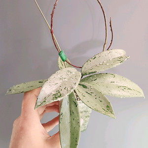 호야 푸비칼릭스 핑크 실버 고스트