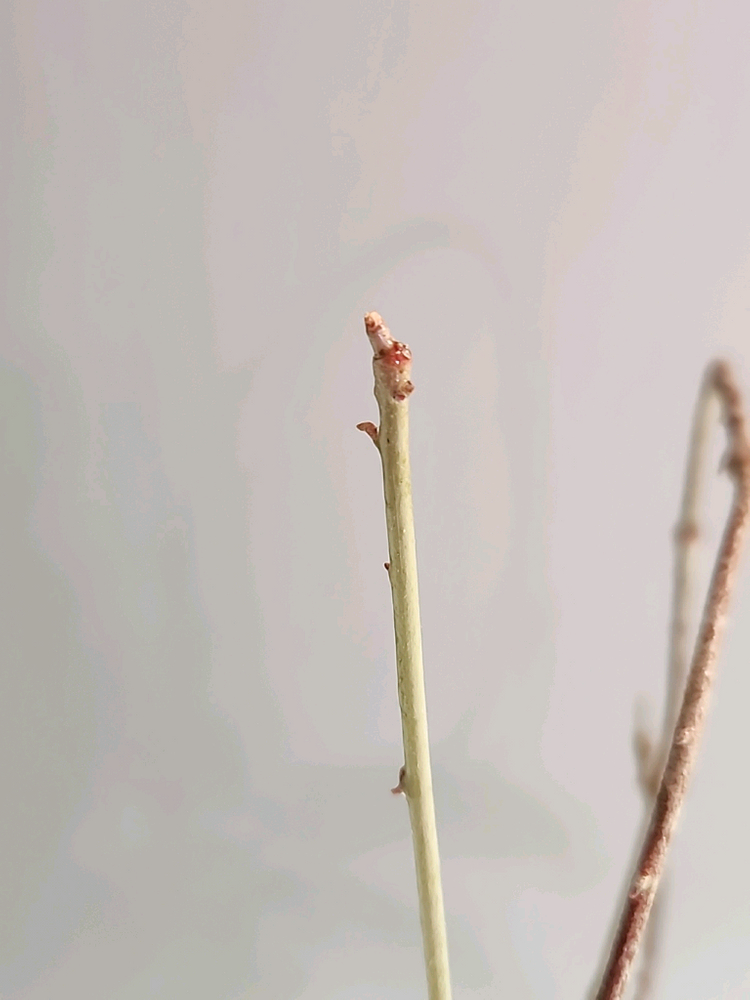 호야 푸비칼릭스 핑크 실버 고스트--1