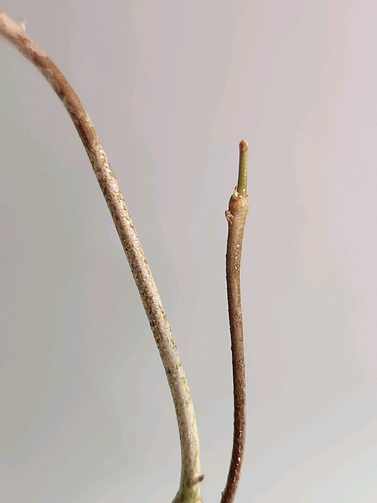 호야 푸비칼릭스 핑크 실버 고스트--2