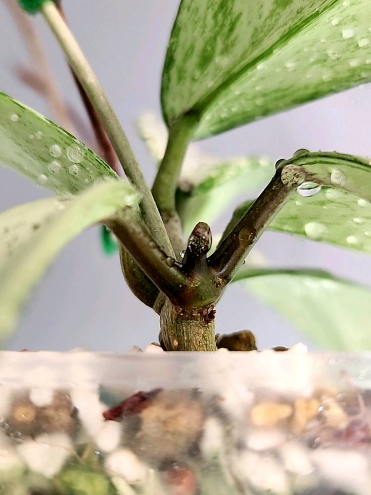 호야 푸비칼릭스 핑크 실버 고스트--3