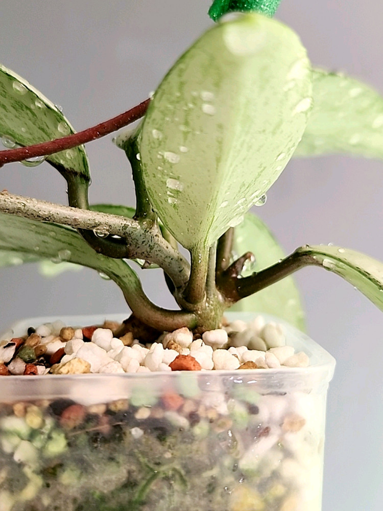 호야 푸비칼릭스 핑크 실버 고스트--4