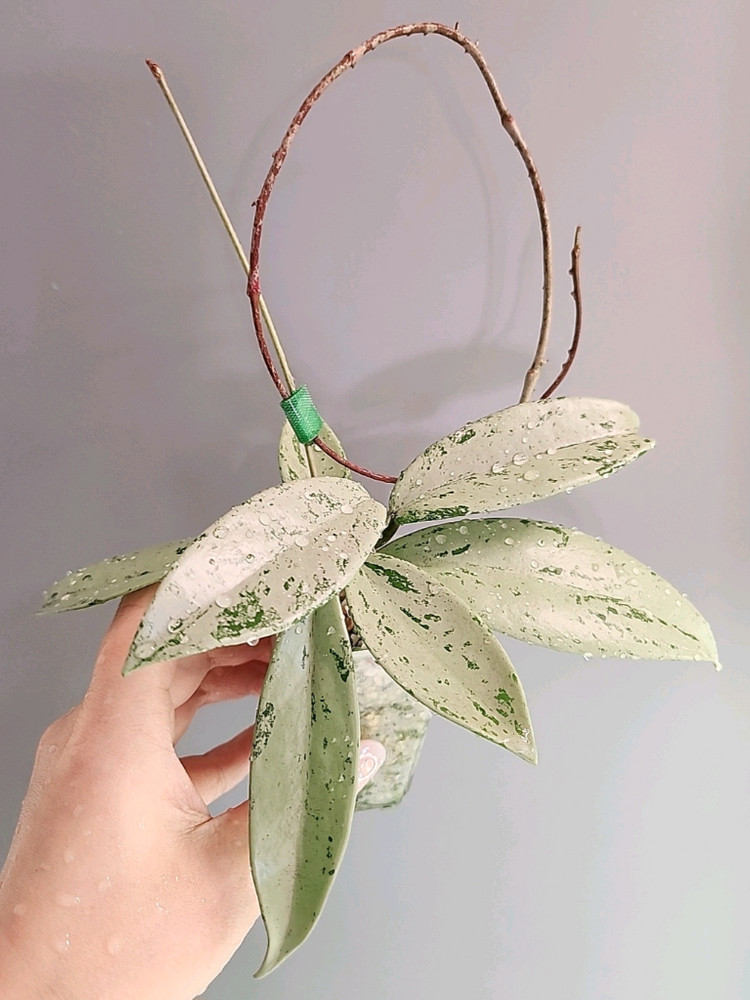 호야 푸비칼릭스 핑크 실버 고스트--5