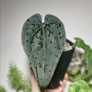 안스리움 원더보이x럭셔리안스