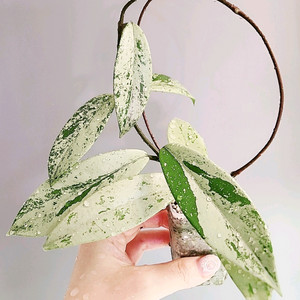 호야 푸비칼릭스 핑크 실버 고스트