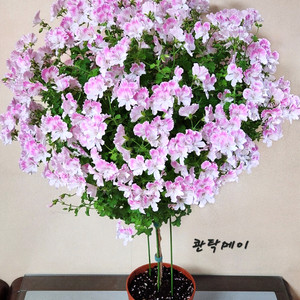 콴탁메이 제라늄