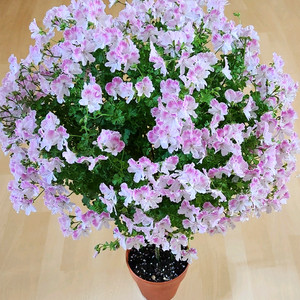 콴탁메이 제라늄 (개별분양)