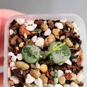 호야 서펜스 실버