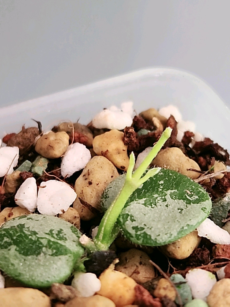 호야 서펜스 실버--1