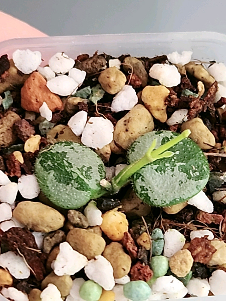 호야 서펜스 실버--2