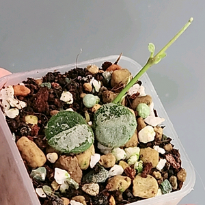 호야 서펜스 실버