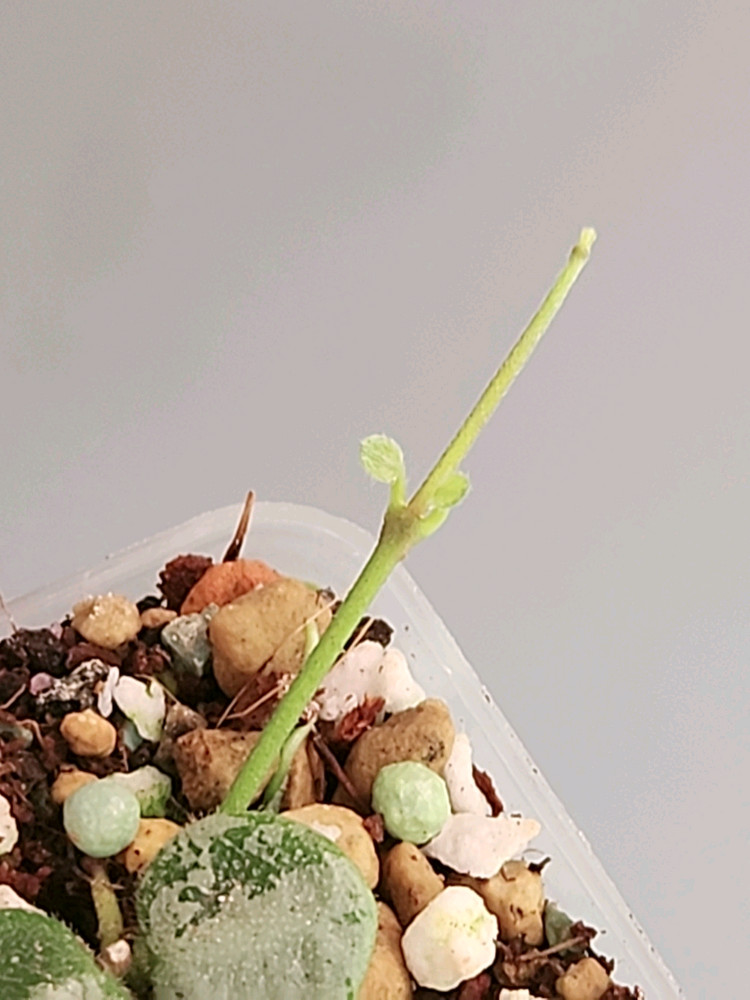 호야 서펜스 실버--1