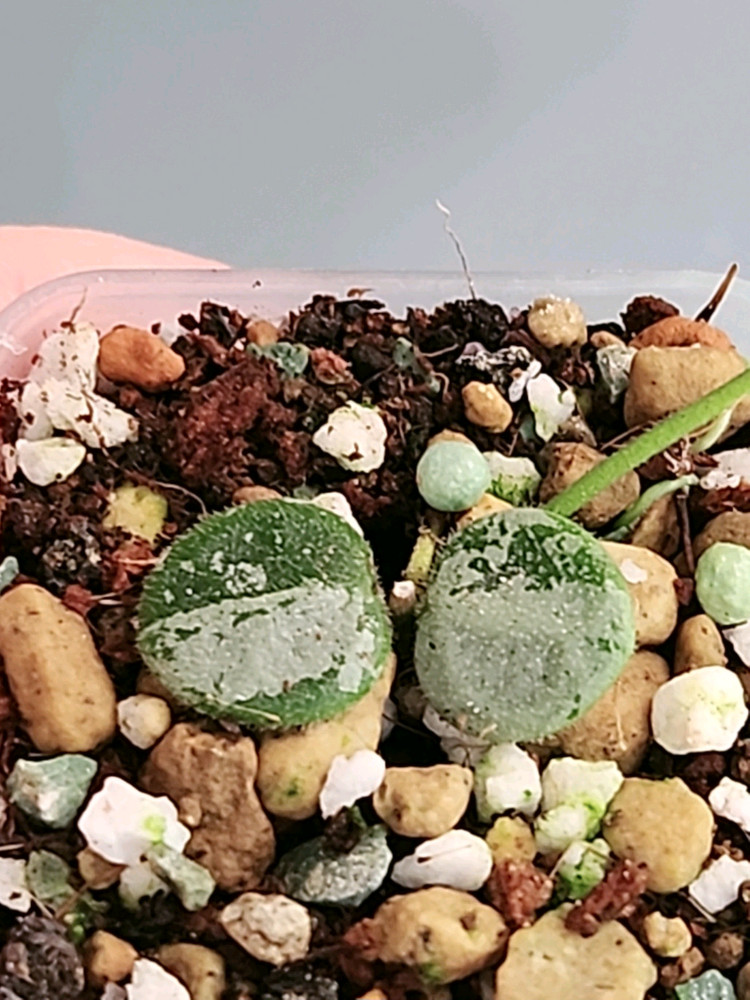 호야 서펜스 실버--2