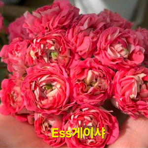 Ess게이샤 러시아제라늄 특대품