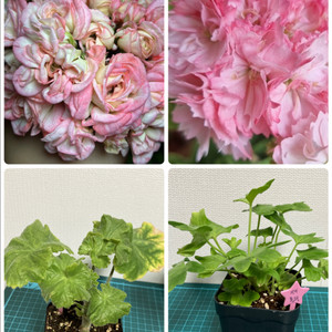 제라늄UG가십걸, 시리홀리