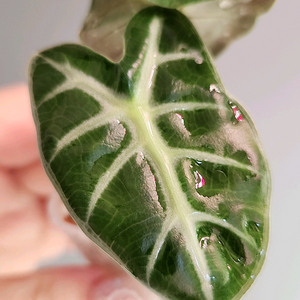 (자구3개)알로카시아 하트벌룬옐로우바리에가타