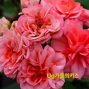 ug가을의키스 대품