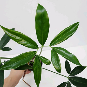 필로덴드론 (셀럼) 고엘디