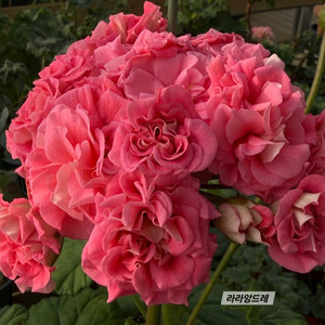 러시아제라늄 3종